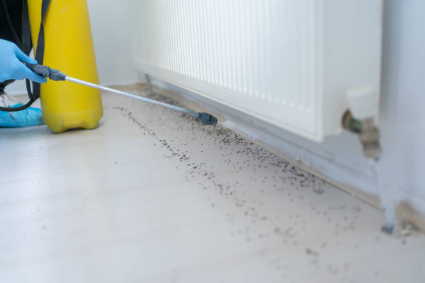 Best Wasp Removal Services  in Wapello, IA