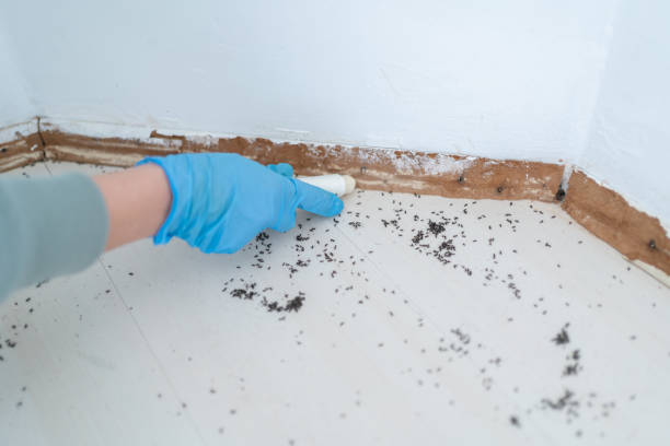 Best Pest Control Near Me  in Wapello, IA